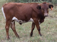 Idyl 16 Bull