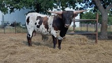 Bock HCL