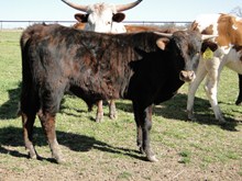 Sweetheart Bull