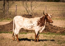 CK RANGER'S TEMPTRESS