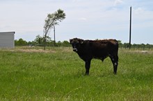 Touch of Caliber Bull Calf
