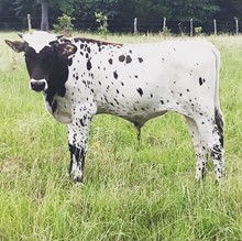 Rio Tuff Chex X Mo Star ‘20
