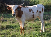 CVL FEISTY'S BELLE STAR