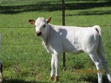 BLUE'S BULL CALF