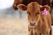 2017 TX W Spotlight 808 Bull