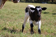 2025 Mesquite Blossom Heifer