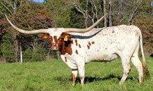JTW Moon’s Cowgirl 72 