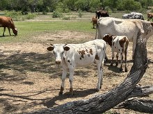 BEME Smokin Casanova