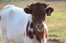 2017 Winning Streak Heifer