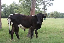 LAR Bull 2816