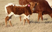 2021 Half Moon Bull