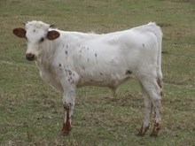 Un Named Bull (Button 48 x Big Wig) 