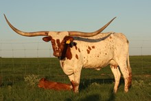 JTW MOON'S COWGIRL 72