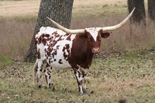 JUMANGEE'S DARLENE 982