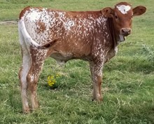 ZIPTIE HEIFER
