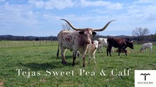 3P TEJAS SWEET PEA