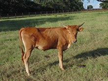 WO Texana's Girl