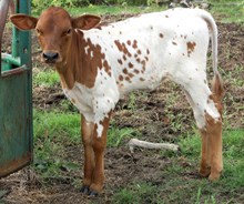2016 Masked Victory calf