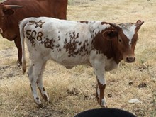 SSR LAZY COWGIRL
