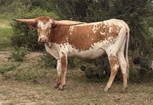 TX Red Hot WKB